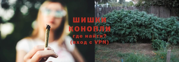прущие грибы Алзамай
